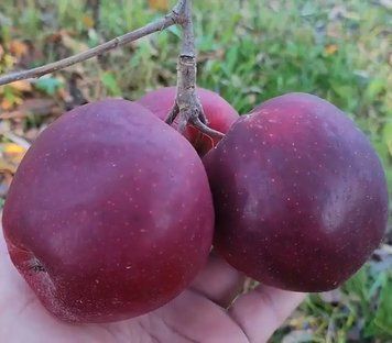 Яблуня &laquo;Чорний Принц&raquo;, відкритий корінь ЯЧП01 фото