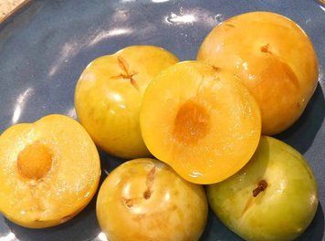 Гібрид сливи-абрикоса "Pluot Flavor Queen", відкритий корінь СГПФК01 фото