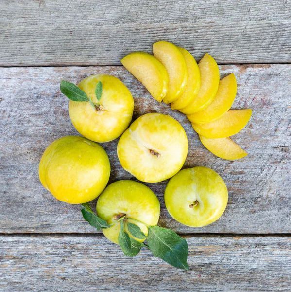 Гібрид сливи-абрикоса "Pluot Flavor Queen", відкритий корінь СГПФК01 фото