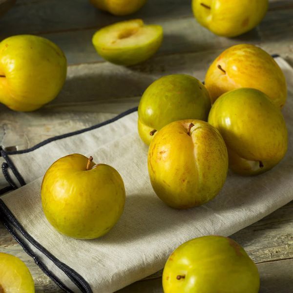 Гібрид сливи-абрикоса "Pluot Flavor Queen", відкритий корінь СГПФК01 фото