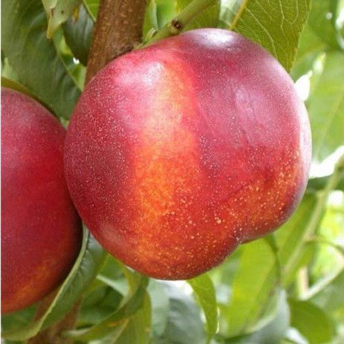 Гібрид слива-персик Plum Peach (Плум Піч), відкритий корінь ГПГ01 фото