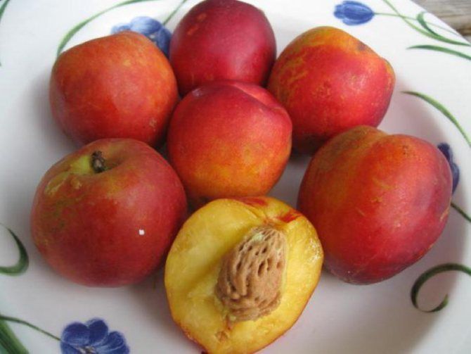 Pluerry Sweet Treat (Плуеррі Світ Тріат), гібрид слива+алича+черешня (відкритий корінь) ГПСТ01 фото