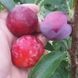 Pluerry Sweet Treat (Плуеррі Світ Тріат), гібрид слива+алича+черешня (відкритий корінь) ГПСТ01 фото 1