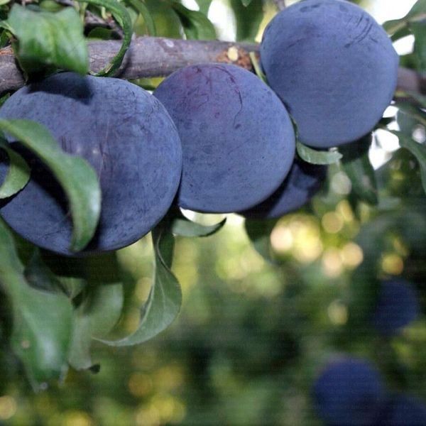 Диплоїдна крупноплідна слива &bdquo;Black Amber&ldquo;, (відкритий корінь) ДБА01 фото