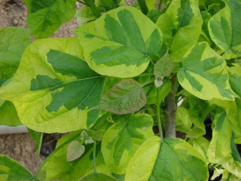 Катальпа &laquo;Variegata&raquo; (пістряволиста) штамбована, 150&ndash;170 см, відкритий корінь КПВ01 фото