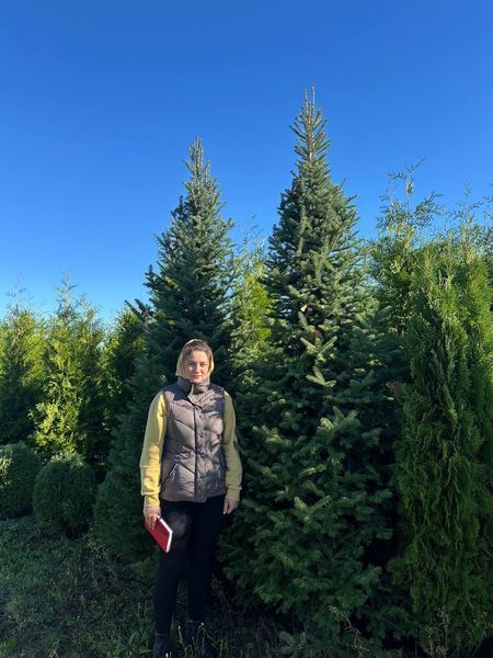 Ялиця бальзамічна (Abies balsamea) ЯБ2025 140 см фото