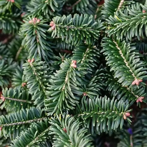 Ялиця бальзамічна (Abies balsamea) ЯБ2025 140 см фото