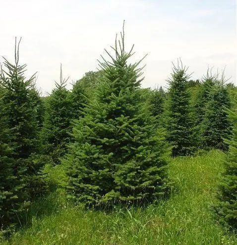 Ялиця бальзамічна (Abies balsamea) ЯБ2025 140 см фото