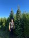 Ялиця бальзамічна (Abies balsamea) ЯБ2025 140 см фото 3
