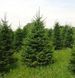 Ялиця бальзамічна (Abies balsamea) ЯБ2025 140 см фото 4