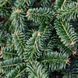 Ялиця бальзамічна (Abies balsamea) ЯБ2025 140 см фото 5
