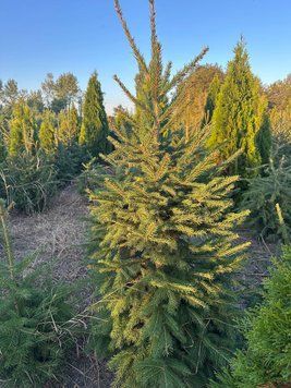 Європейська ялина формована (Picea abies) ЯЄ2025 80 см фото