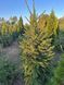 Європейська ялина формована (Picea abies) ЯЄ2025 80 см фото 1