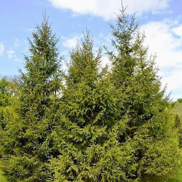 Європейська ялина формована (Picea abies) ЯЄ2025 80 см фото