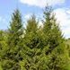 Європейська ялина формована (Picea abies) ЯЄ2025 80 см фото 2