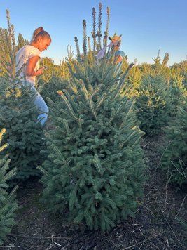 Ялина канадська (Picea glauca) ЯК2025 120 см фото