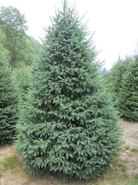Ялина канадська (Picea glauca) ЯК2025 120 см фото