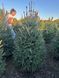Ялина канадська (Picea glauca) ЯК2025 120 см фото 1