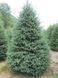 Ялина канадська (Picea glauca) ЯК2025 120 см фото 2