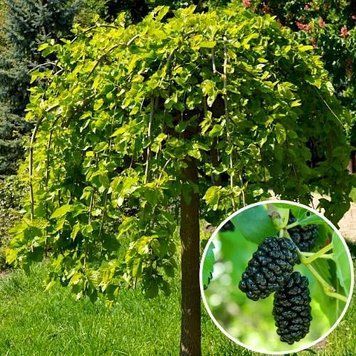 Шовковиця плакуча &laquo;Пендула&raquo; на штамбі (висота 120&ndash;140 см), відкритий корінь ШПНШ01 фото