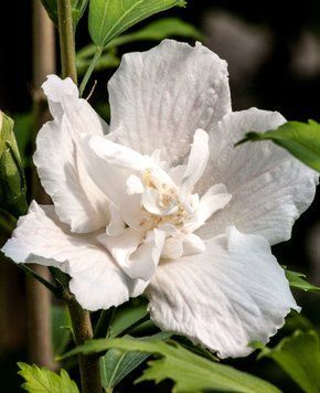 Махровий білий гібіскус на штамбі (60&ndash;80 см) &laquo;White Flower Tower&raquo;, відкритий корінь ГБМ01 фото