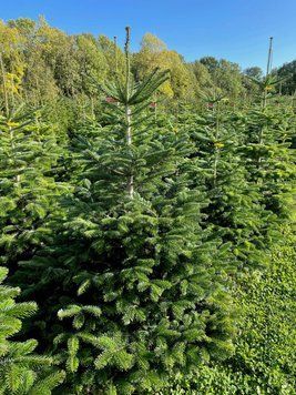 Ялиця Нордмана (Abies nordmanniana) ЯН2025 120-140 см фото