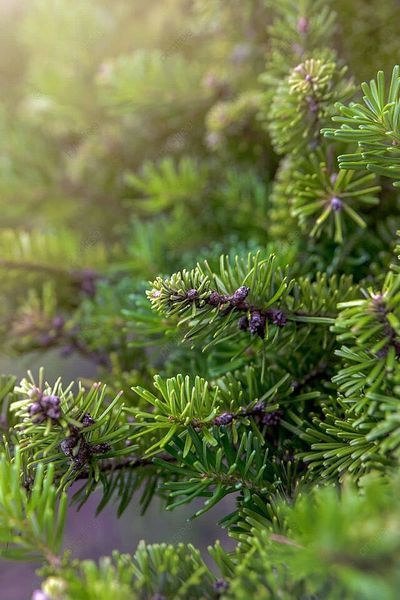 Ялиця Нордмана (Abies nordmanniana) ЯН2025 120-140 см фото