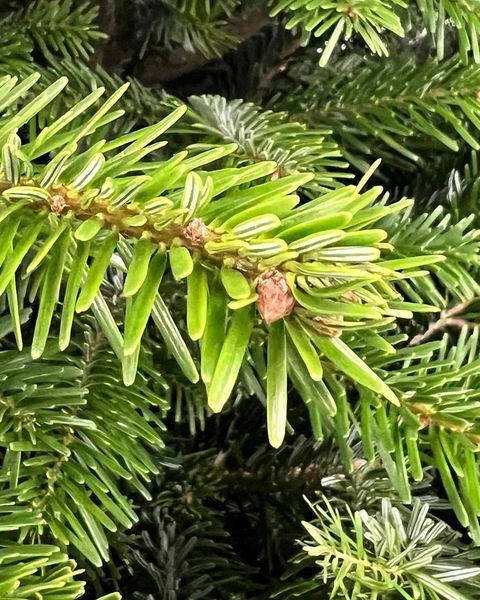 Ялиця Нордмана (Abies nordmanniana) ЯН2025 120-140 см фото