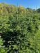 Ялиця Нордмана (Abies nordmanniana) ЯН2025 120-140 см фото 1