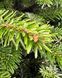 Ялиця Нордмана (Abies nordmanniana) ЯН2025 120-140 см фото 2