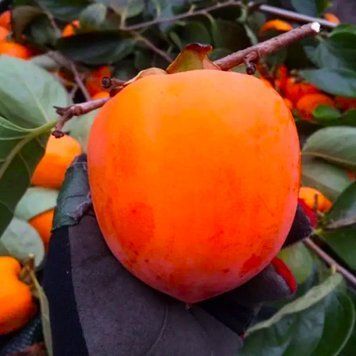 Хурма самоплідна &laquo;Скіфське Золото&raquo;, відкритий корінь ХСЗ01 фото