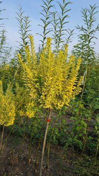 Бірючина &laquo;Aurea Variegata&raquo; на штамбі, відкритий корінь БАГ01 фото